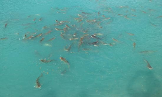 fish13